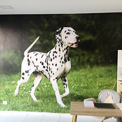 Painel Fotográfico para decoração de clínica Vaterinária em Moema
