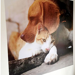 Painel Fotográfico para Pet Shop