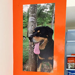 Painel Fotográfico para Pet Shop